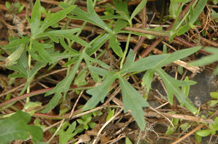 罂粟葵Callirhoe involucrata