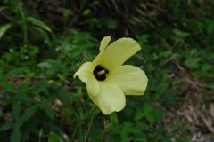 黄葵Abelmoschus moschatus