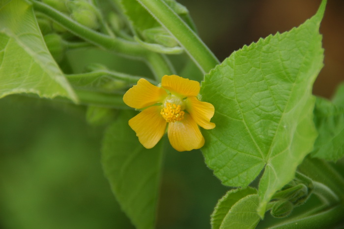 苘麻Abutilon theophrasti 苘麻Abutilon theophrasti