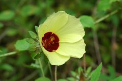 刺芙蓉Hibiscus surattensis