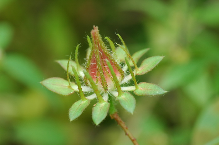 刺芙蓉Hibiscus surattensis 刺芙蓉Hibiscus surattensis