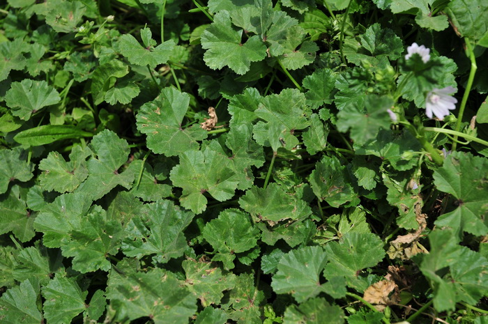 圆叶锦葵Malva pusilla