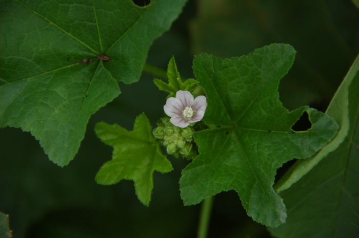 野葵Malva verticillata 野葵Malva verticillata