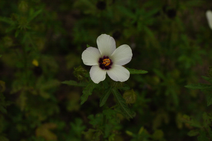 野西瓜苗Hibiscus trionum 野西瓜苗Hibiscus trionum