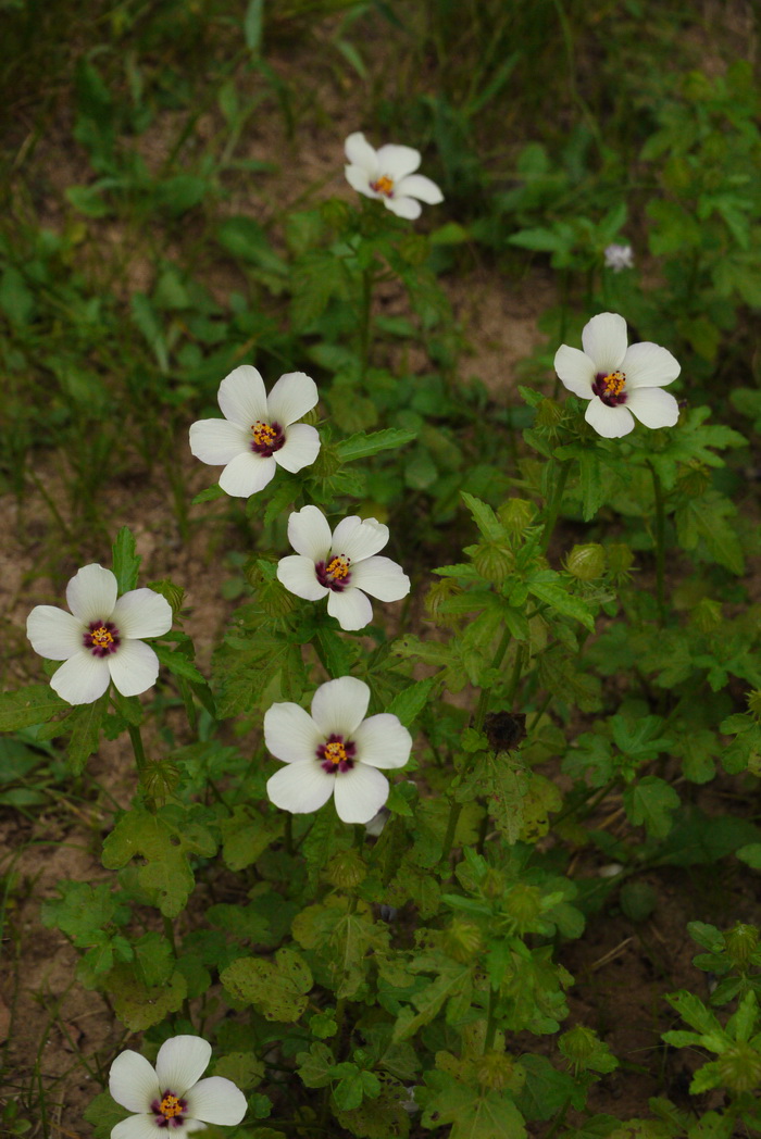 野西瓜苗Hibiscus trionum 野西瓜苗Hibiscus trionum