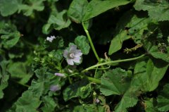 圆叶锦葵Malva pusilla