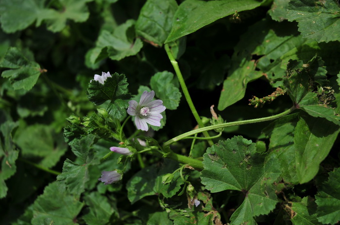 圆叶锦葵Malva pusilla 圆叶锦葵Malva pusilla