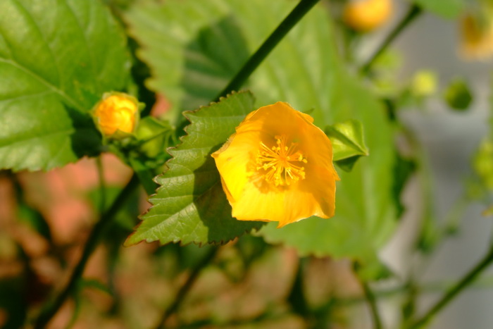 心叶黄花稔Sida cordifolia 心叶黄花稔Sida cordifolia