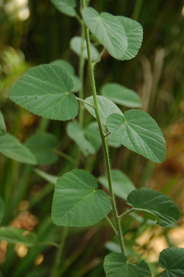 心叶黄花稔Sida cordifolia