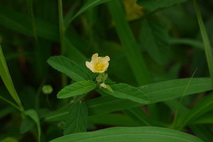 白背黄花稔Sida rhombifolia 白背黄花稔Sida rhombifolia