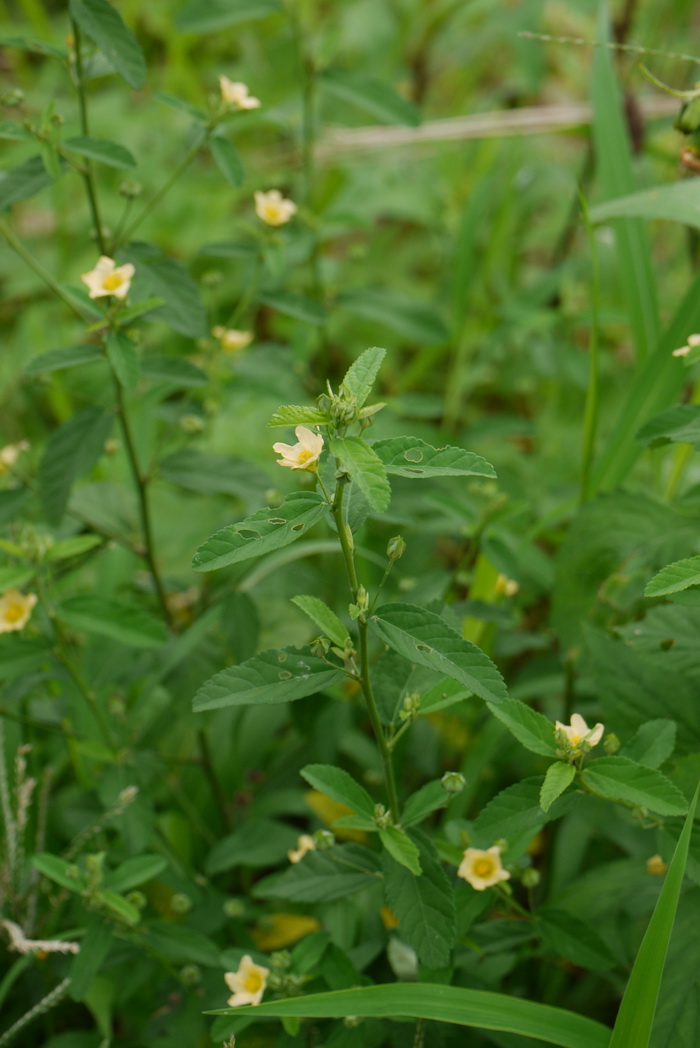 白背黄花稔sida rhombifolia