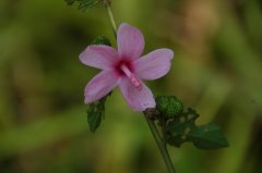 地桃花Urena lobata