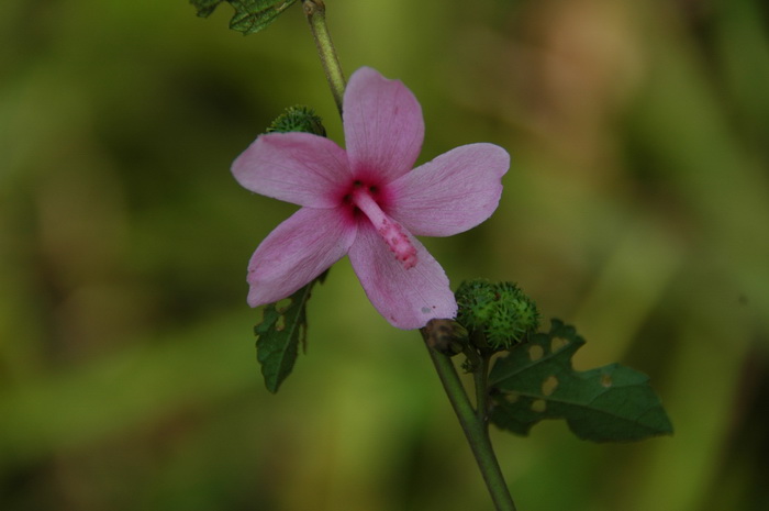 地桃花Urena lobata 地桃花Urena lobata