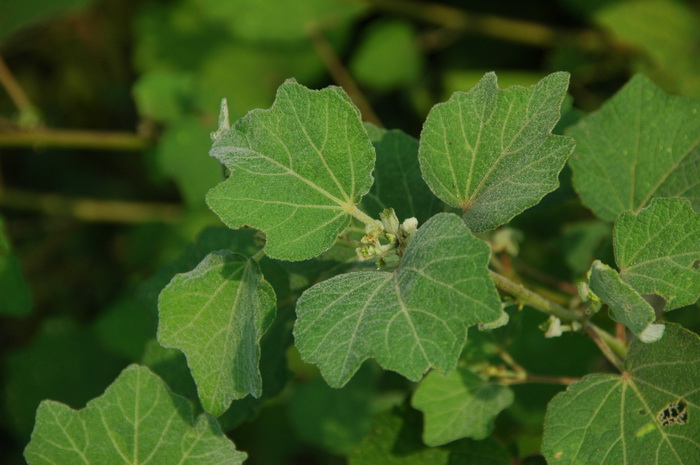 地桃花Urena lobata 地桃花Urena lobata