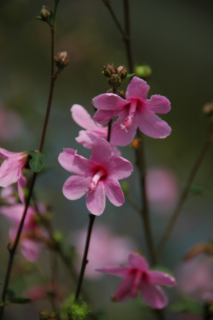 地桃花Urena lobata 地桃花Urena lobata