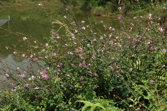 地桃花Urena lobata
