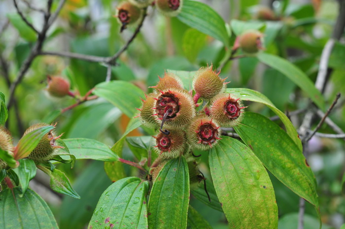 毛菍Melastoma sanguineum 毛菍Melastoma sanguineum