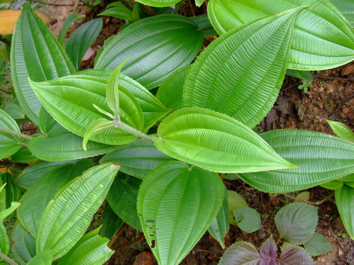 尖子木Oxyspora paniculata