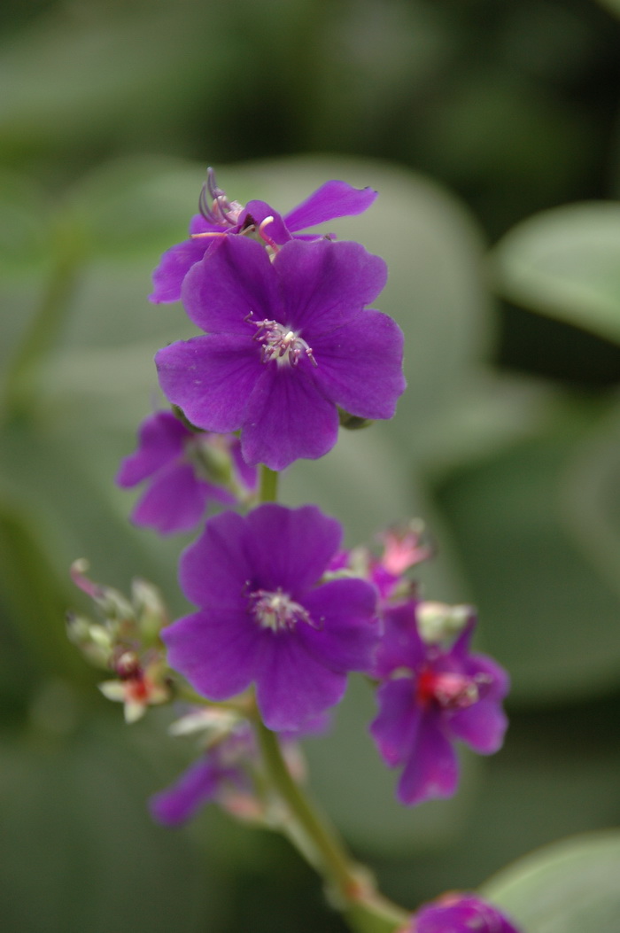 银毛野牡丹Tibouchina aspera var. asperrima