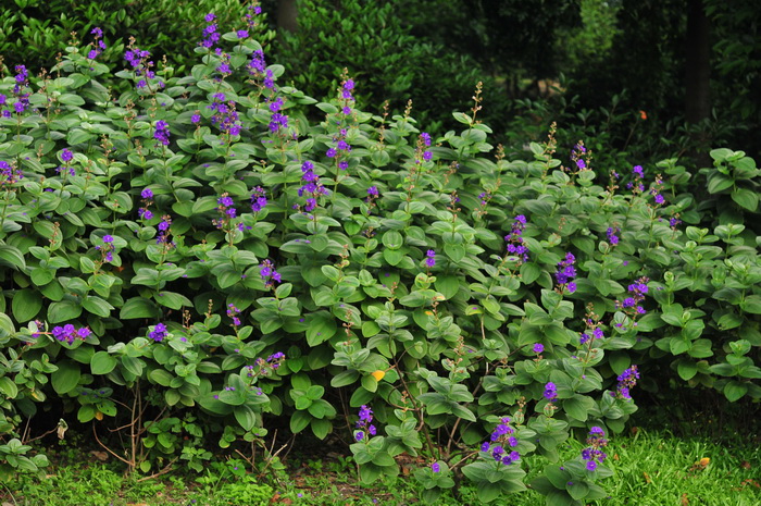 银毛野牡丹Tibouchina aspera var. asperrima 银毛野牡丹Tibouchina aspera var. asperrima