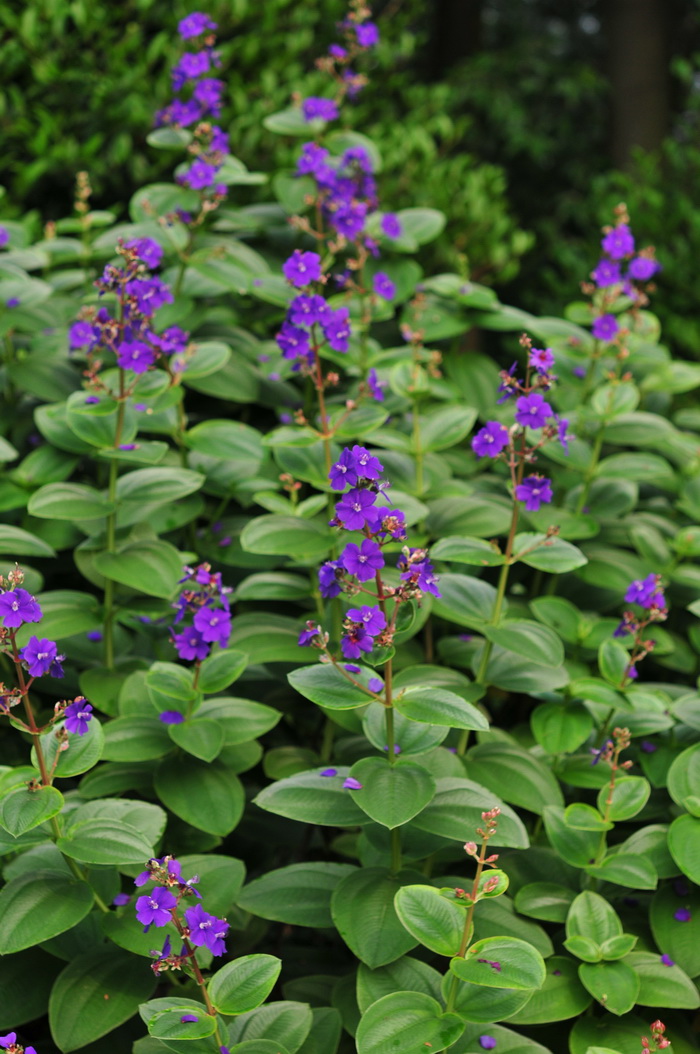 银毛野牡丹Tibouchina aspera var. asperrima 银毛野牡丹Tibouchina aspera var. asperrima