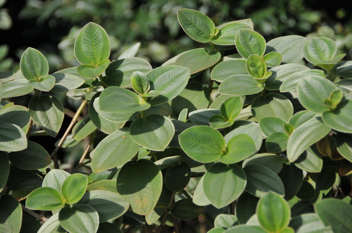 银毛野牡丹Tibouchina aspera var. asperrima 银毛野牡丹Tibouchina aspera var. asperrima