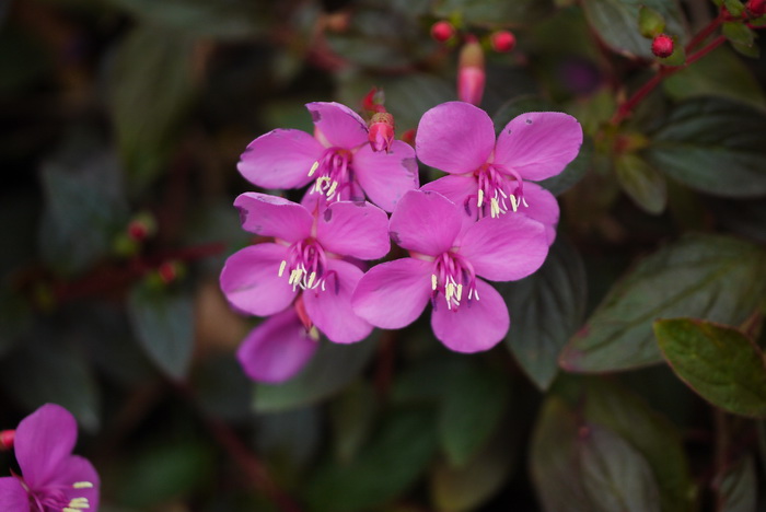 蔓茎四瓣果Heterocentron elegans 蔓茎四瓣果Heterocentron elegans