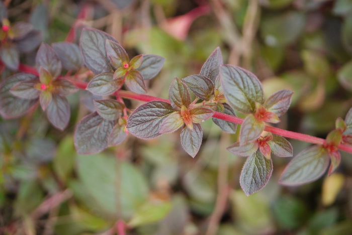 蔓茎四瓣果Heterocentron elegans 蔓茎四瓣果Heterocentron elegans