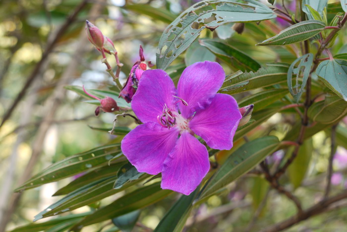 角茎野牡丹Tibouchina granulosa 角茎野牡丹Tibouchina granulosa