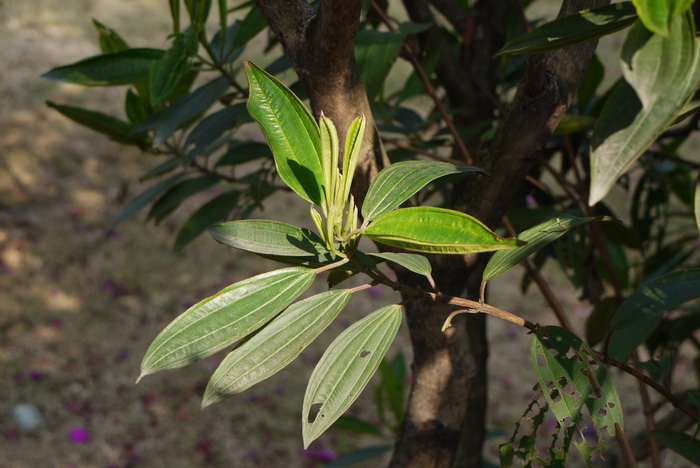 角茎野牡丹Tibouchina granulosa 角茎野牡丹Tibouchina granulosa