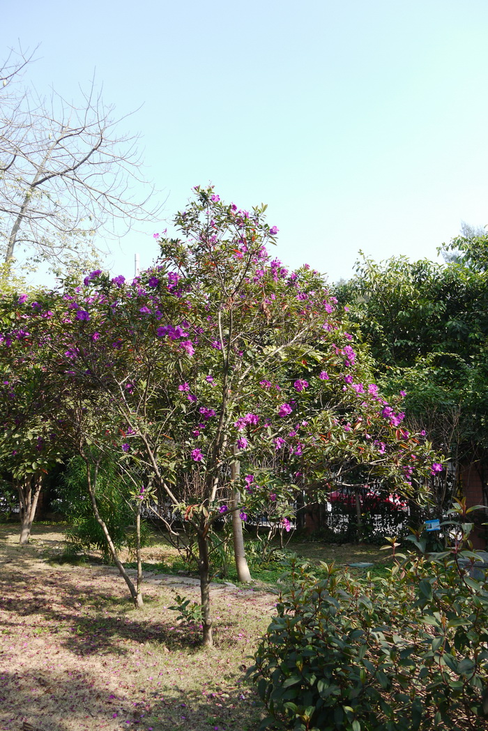 角茎野牡丹Tibouchina granulosa 角茎野牡丹Tibouchina granulosa