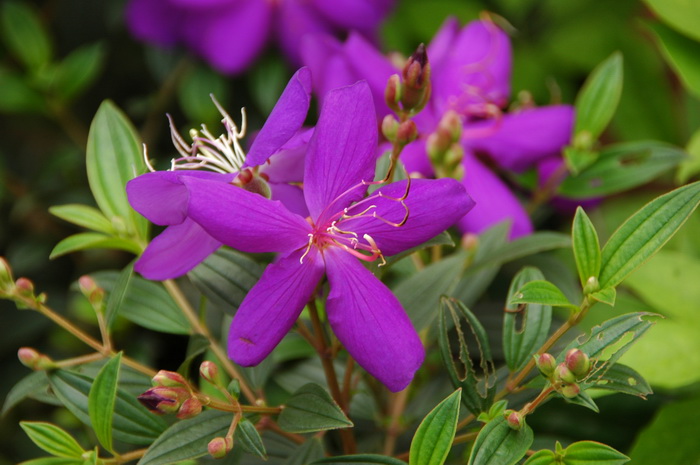 巴西野牡丹Tibouchina semidecandra 巴西野牡丹Tibouchina semidecandra