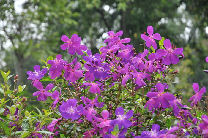 巴西野牡丹Tibouchina semidecandra 巴西野牡丹Tibouchina semidecandra