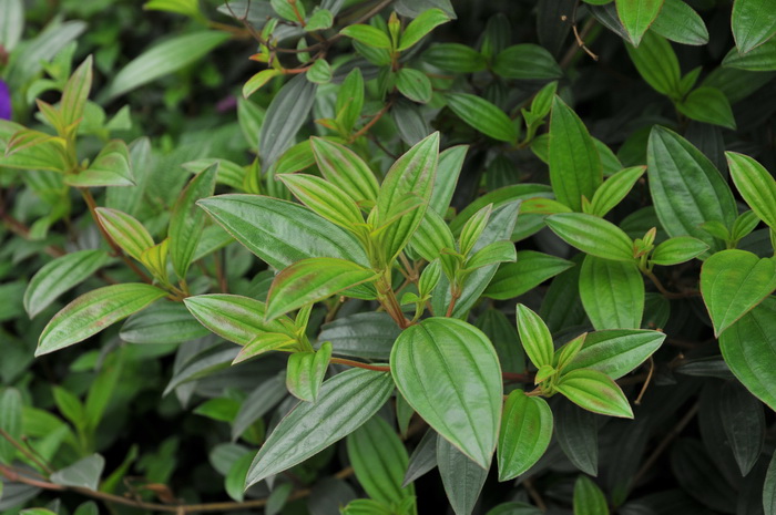 巴西野牡丹Tibouchina semidecandra 巴西野牡丹Tibouchina semidecandra