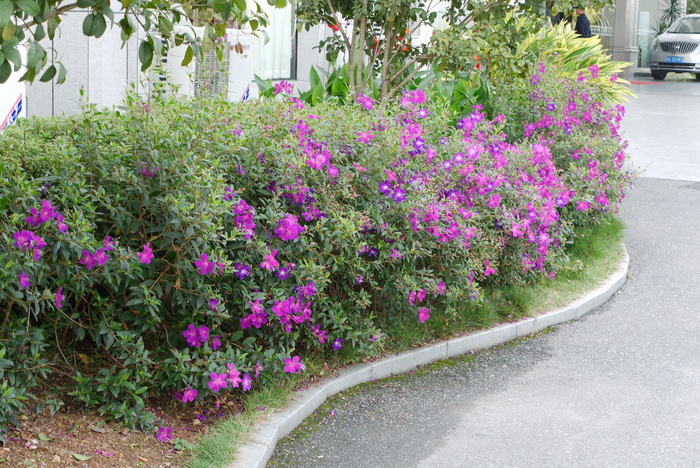 巴西野牡丹Tibouchina semidecandra 巴西野牡丹Tibouchina semidecandra