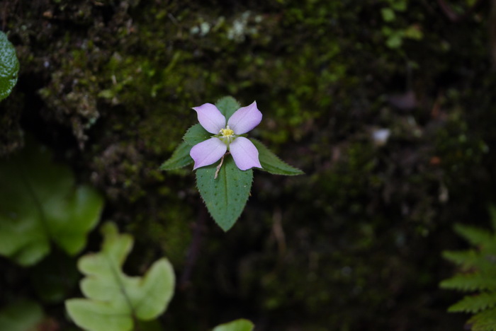 东方肉穗草Sarcopyramis bodinieri var. delicata 东方肉穗草Sarcopyramis bodinieri var. delicata