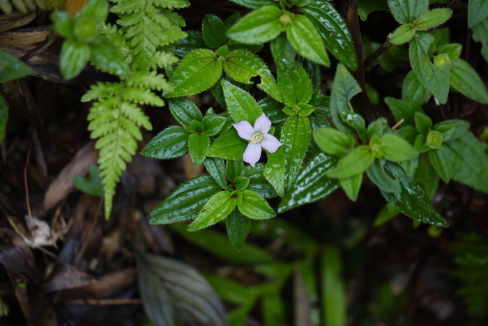 东方肉穗草Sarcopyramis bodinieri var. delicata