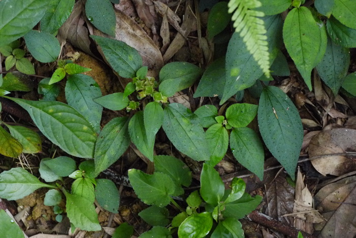 楮头红Sarcopyramis nepalensis