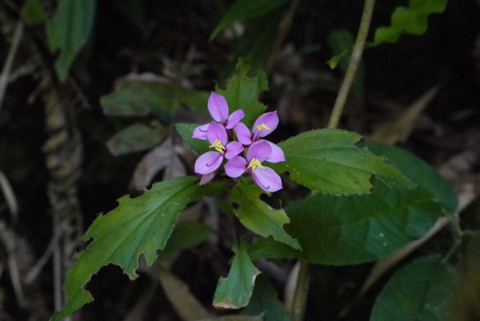 蜂斗草Sonerila cantonensis 蜂斗草Sonerila cantonensis