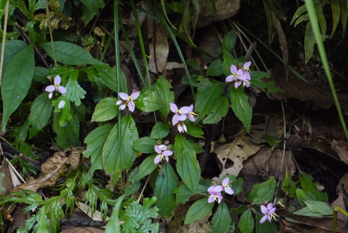 蜂斗草Sonerila cantonensis 蜂斗草Sonerila cantonensis