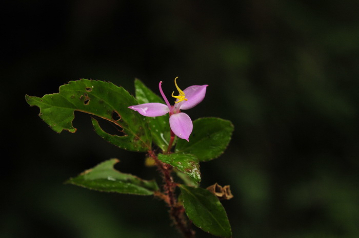 蜂斗草Sonerila cantonensis 蜂斗草Sonerila cantonensis