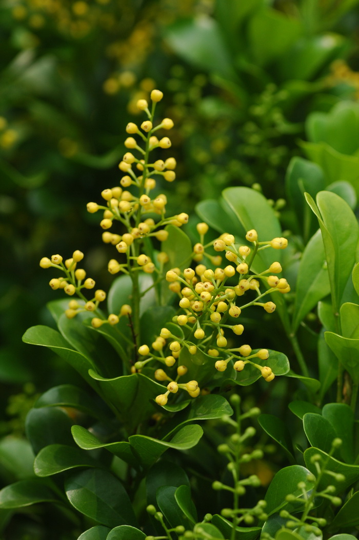 小叶米仔兰Aglaia odorata var. microphyllina 小叶米仔兰Aglaia odorata var. microphyllina
