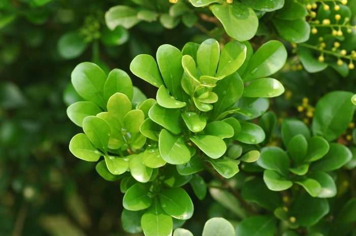 小叶米仔兰Aglaia odorata var. microphyllina 小叶米仔兰Aglaia odorata var. microphyllina