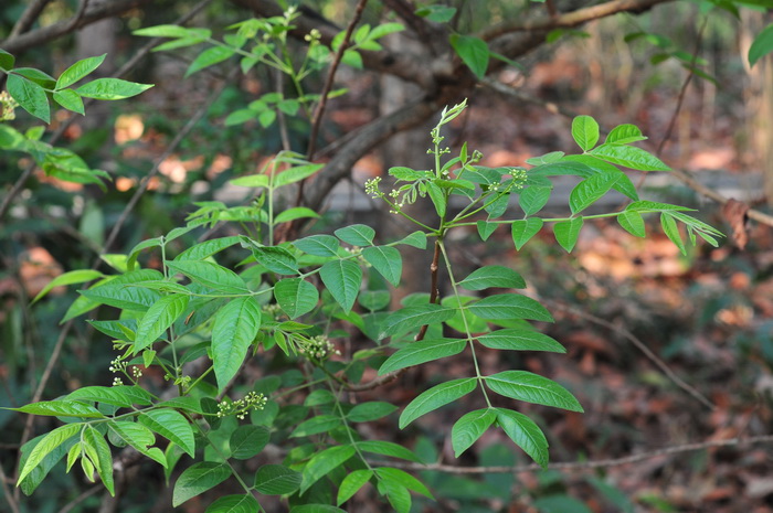 浆果楝Cipadessa baccifera