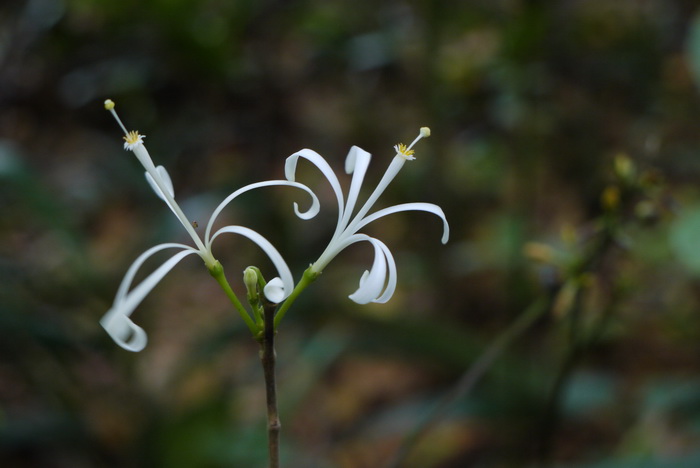 杜楝Turraea pubescens 杜楝Turraea pubescens