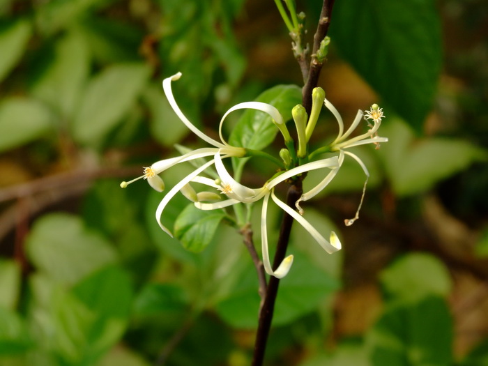 杜楝Turraea pubescens