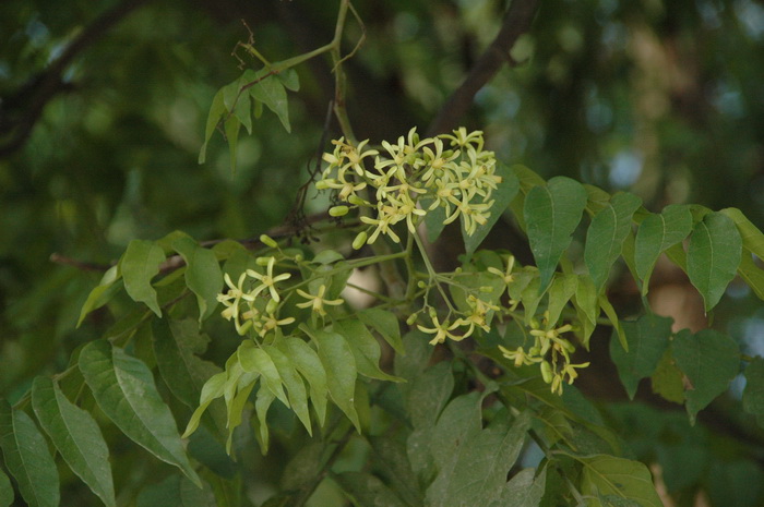 麻楝Chukrasia tabularis 麻楝Chukrasia tabularis