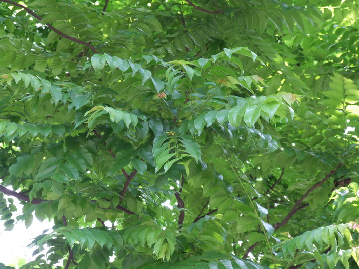 麻楝Chukrasia tabularis 麻楝Chukrasia tabularis