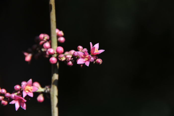 茎花葱臭木Dysoxylum cauliflorum 茎花葱臭木Dysoxylum cauliflorum
