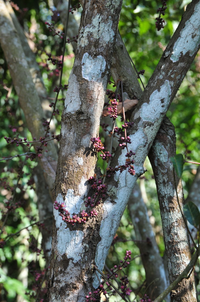 茎花葱臭木Dysoxylum cauliflorum 茎花葱臭木Dysoxylum cauliflorum